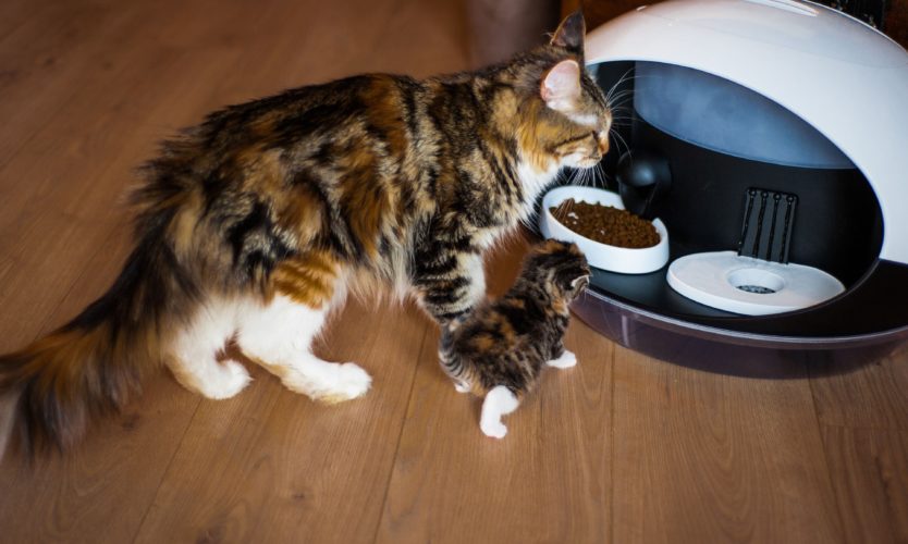 Catspad Le Distributeur Design Et Connecte Qui Prend Soin De La Sante De Vos Chats