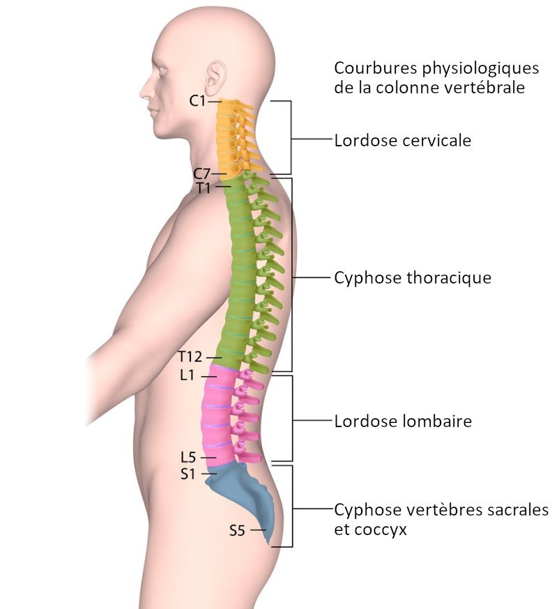 colonne-vertebrale-lifestyle-vonguru