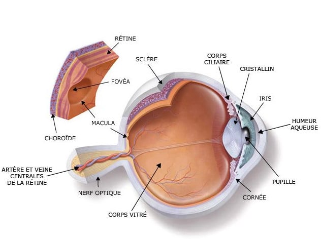 anatomie de l'oeil