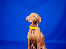 Invoxia smart dog collar