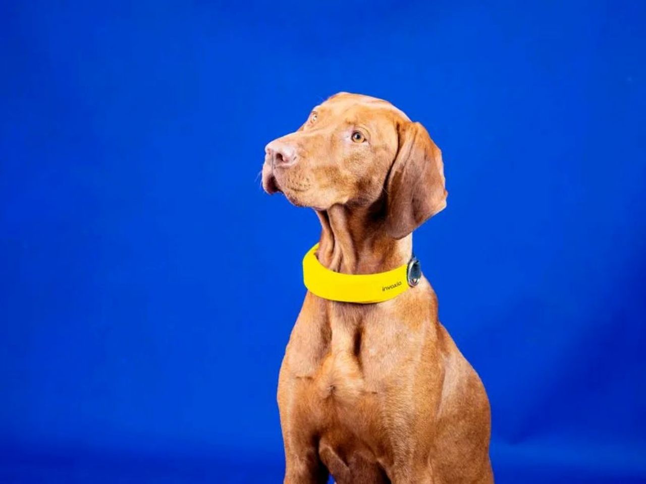 smart dog collar
