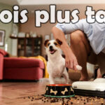 L’aspirateur laveur Dyad Pro : 6 mois plus tard