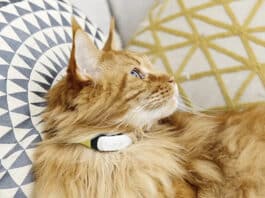 Kippy Cat